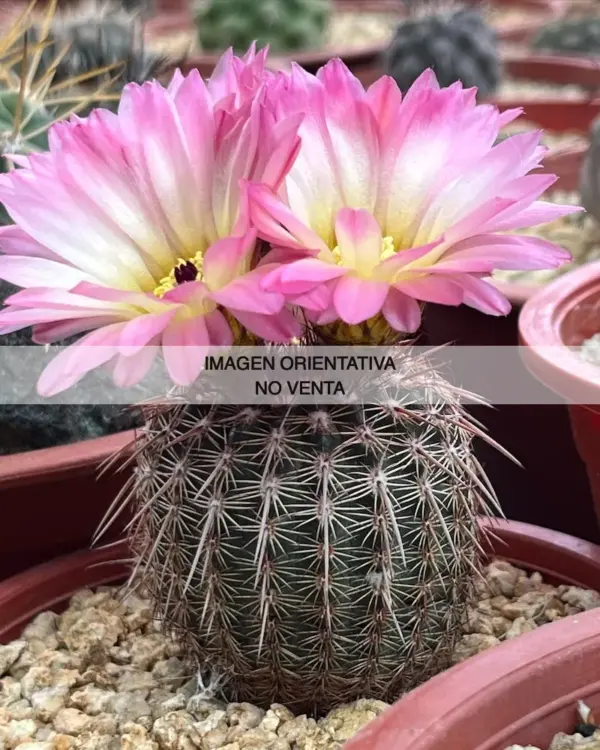 Notocactus rutilans - Cactus Agroideas