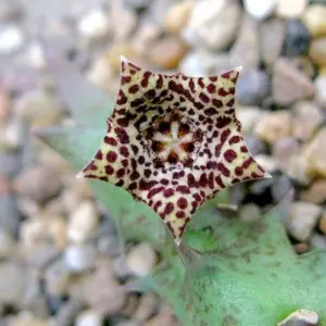 Orbea carnosa