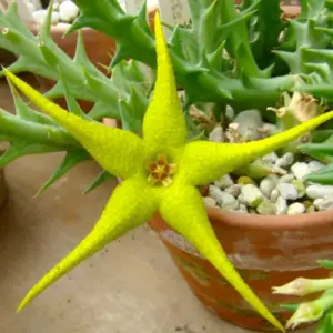 Orbea caudata