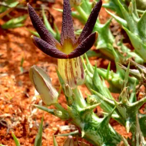 Orbea distincta
