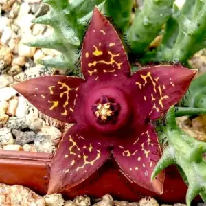 Orbea doldii