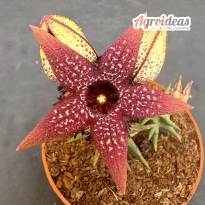 Orbea gerstneri ssp. elongata