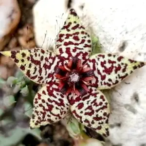 Orbea knobellii