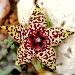 Orbea knobellii