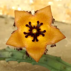 Orbea longii