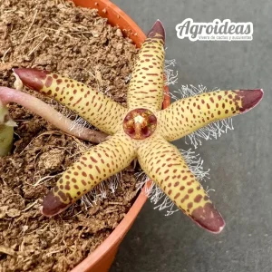 Orbea maculata ssp. maculata