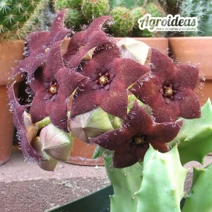 Orbea melanantha