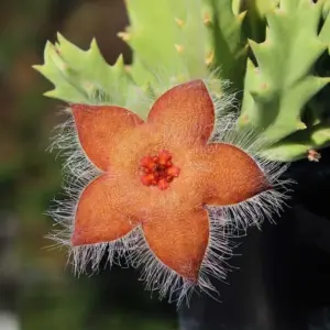 Orbea melanantha x Stapelia hirsuta