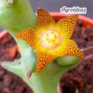 Orbea schweinfurthii