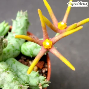 Orbea wismanii var. eremastrum