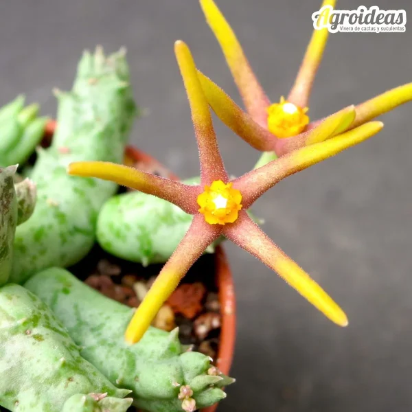 Orbea wismanii var. eremastrum