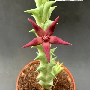 Orbea wismannii X hesperidum