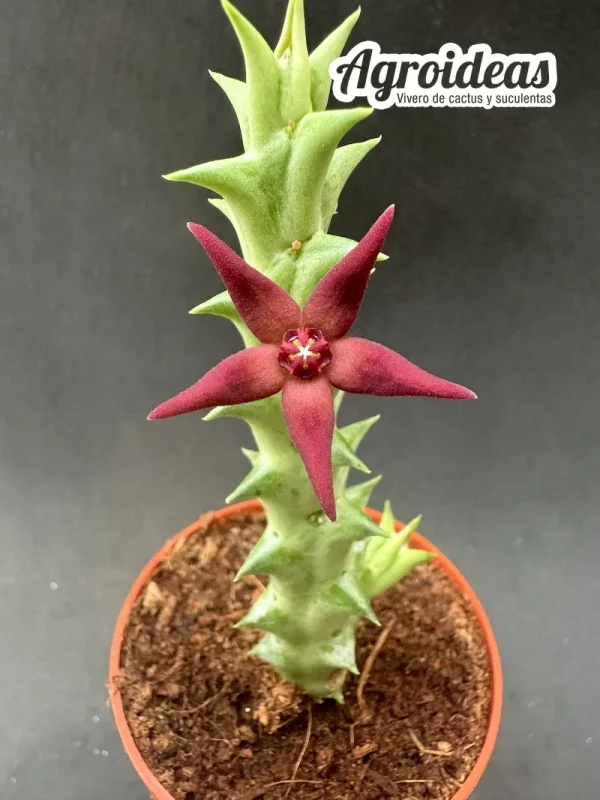 Orbea wismannii X hesperidum