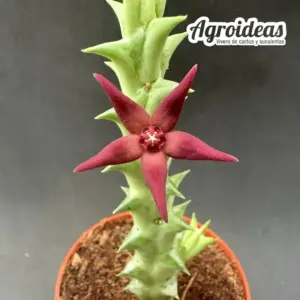 Orbea wismanii X hesperidum