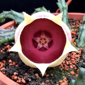 Orbea conjuncta