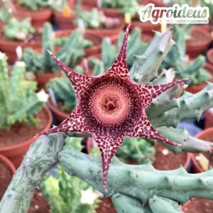 Orbeanthus hardyi "PVB 7020"