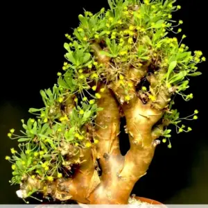 Othonna euphorbioides