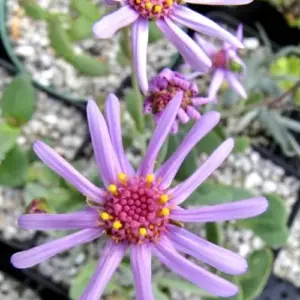 Othonna lilacina