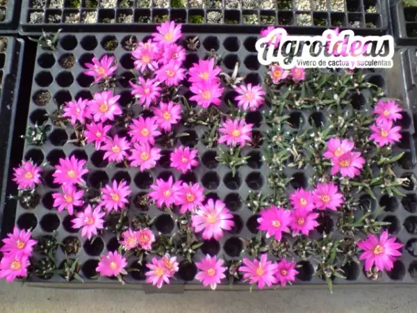 Ariocarpus agavoides - Imagen 3