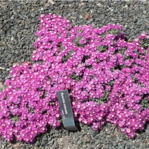 Ruschia indurata