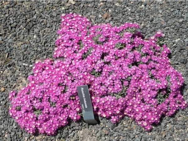 Ruschia indurata