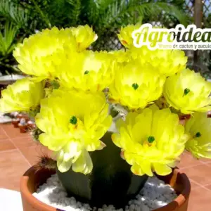 Echinocereus subinermis