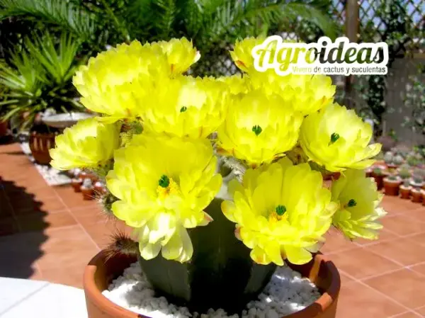 Echinocereus subinermis