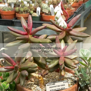 Pachyphytum viride