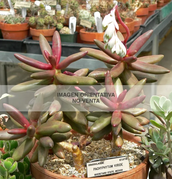 Pachyphytum viride