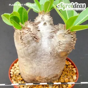 Pachypodium eburneum