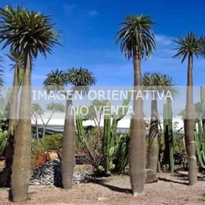 Pachypodium geayi