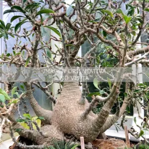 Pachypodium saundersii