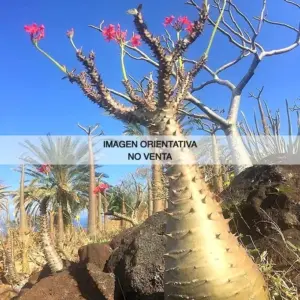 Pachypodium baronii var. baronii "Ejemplar"