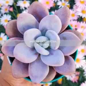 Pachyveria "Laon"