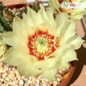 Echinocereus papillosus