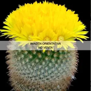 Parodia chrysacanthion