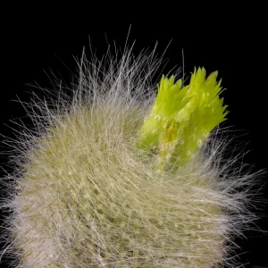 Parodia haselbergii subs. graessneri