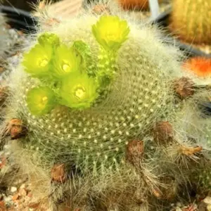 Parodia haselbergii subs. graessneri
