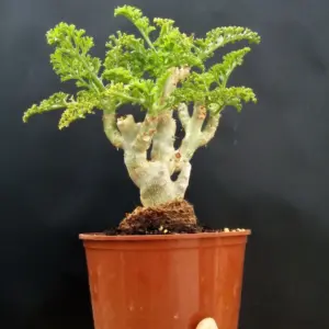 Pelargonium carnosum