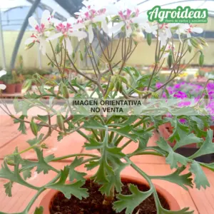 Pelargonium crithmifolium