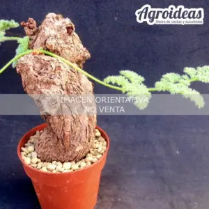 Pelargonium triste