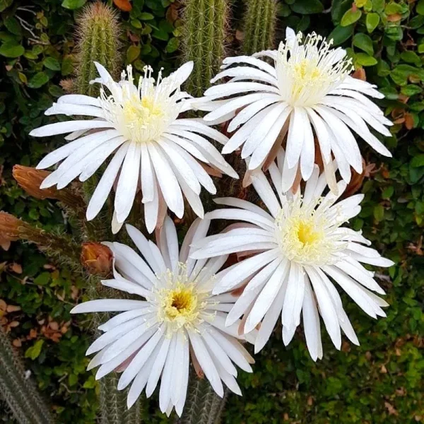 Peniocereus serpentinus
