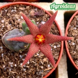Piaranthus framesii