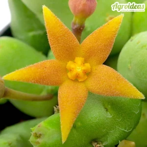 Piaranthus geminatus