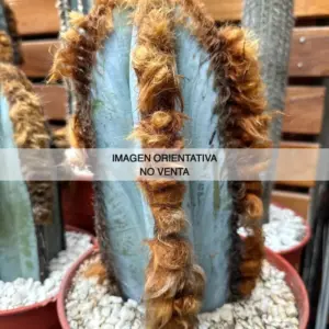 Pilosocereus fulvilanatus