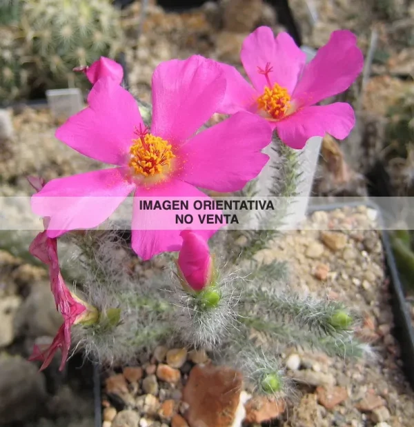 Portulaca eruca