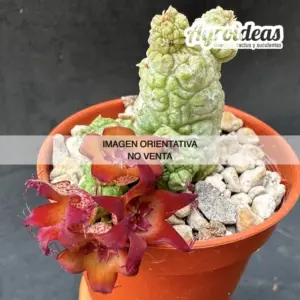 Pseudolithos cv. "Krung Kao"