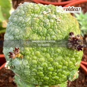 Pseudolithos harardheranus