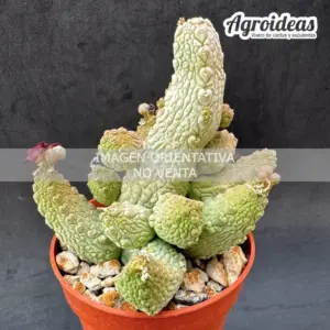 Pseudolithos mccoyi X migiurthinus