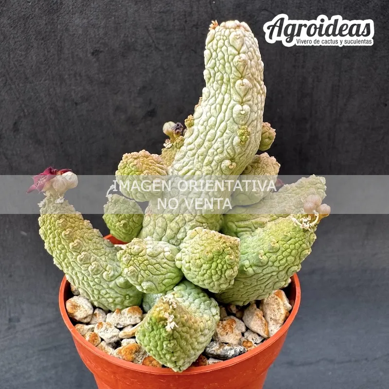 Pseudolithos mccoyi X migiurthinus